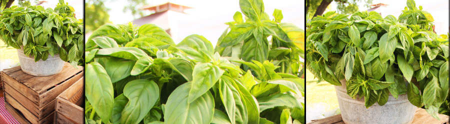 Farmstand Basil