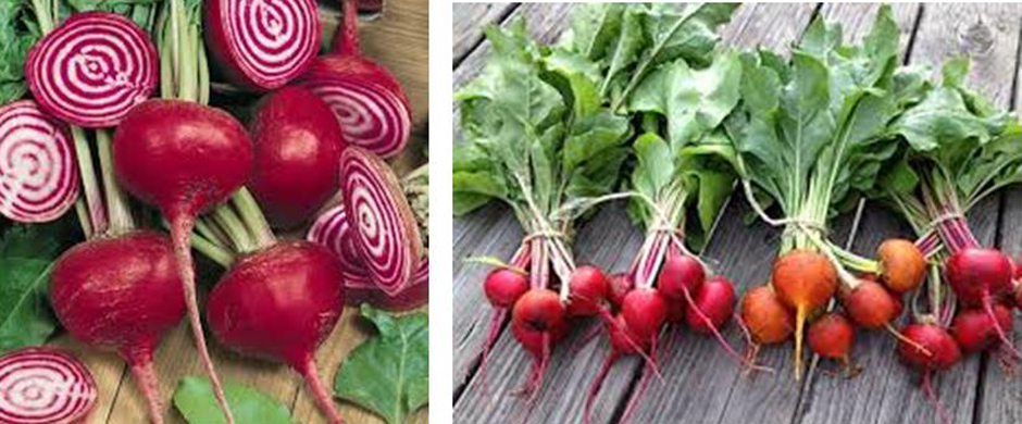 Candy cane striped beets, some whole and some sliced with bunches of red and yellow beets on wooden deck
