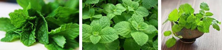 assorted bundles of fresh mint