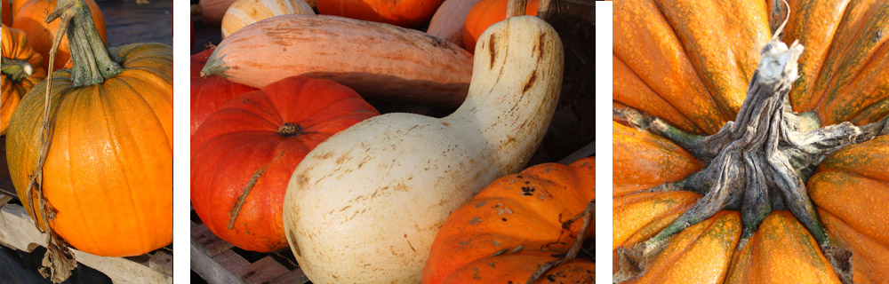 Fall in Northern Michigan - pumpkin varieties
