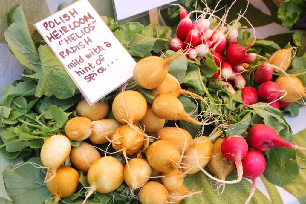 Heirloom Helios Yellow Radishes and red radish bunches at the market