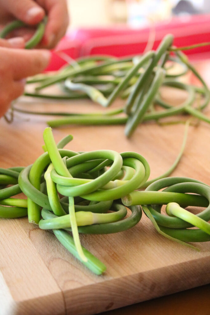 Coiling garlic scape into bundles