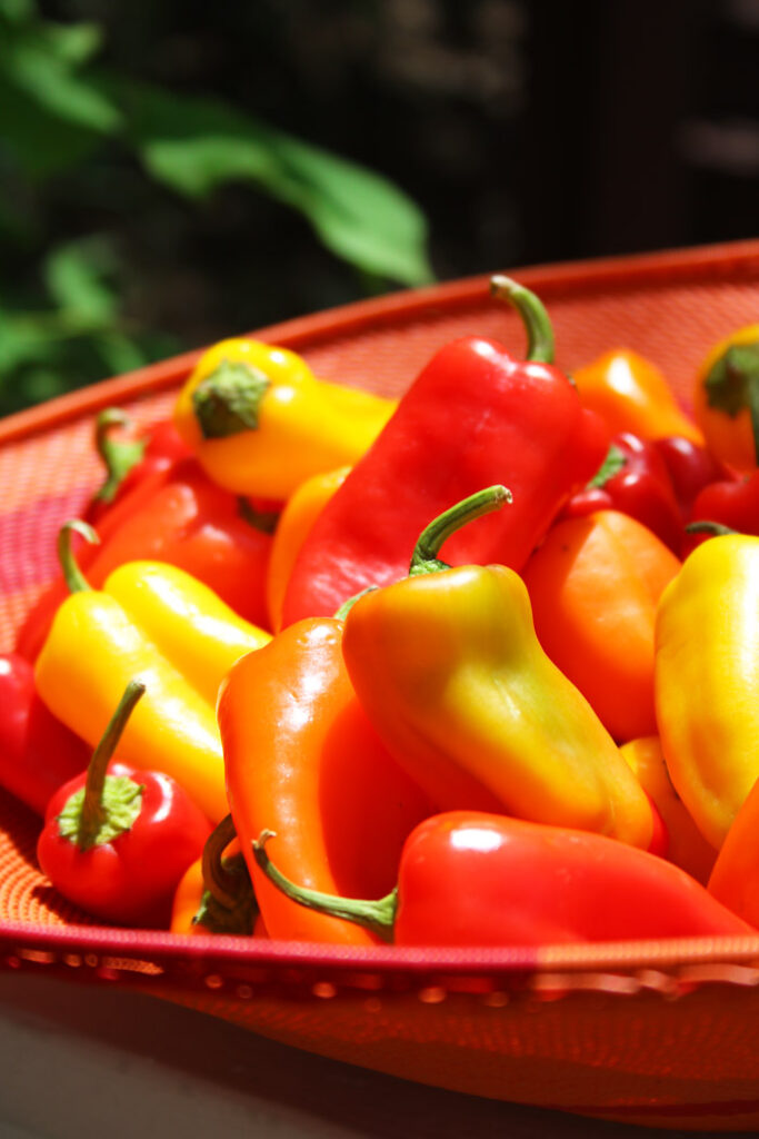 Orange basket of Mini Sweet Peppers