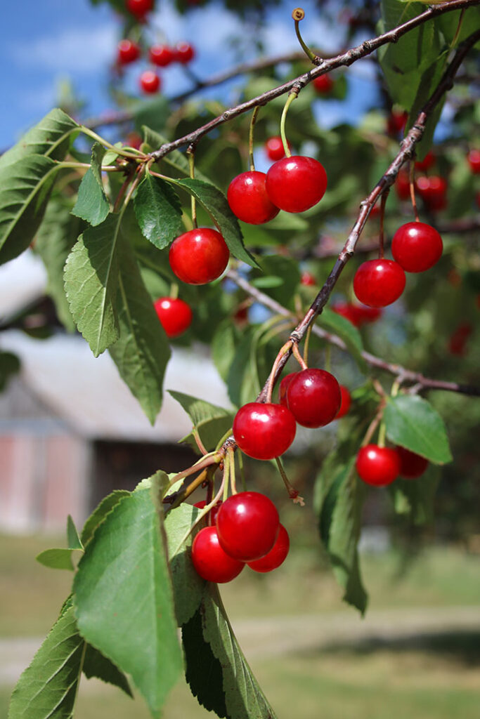 Tarts cherries on the Tree