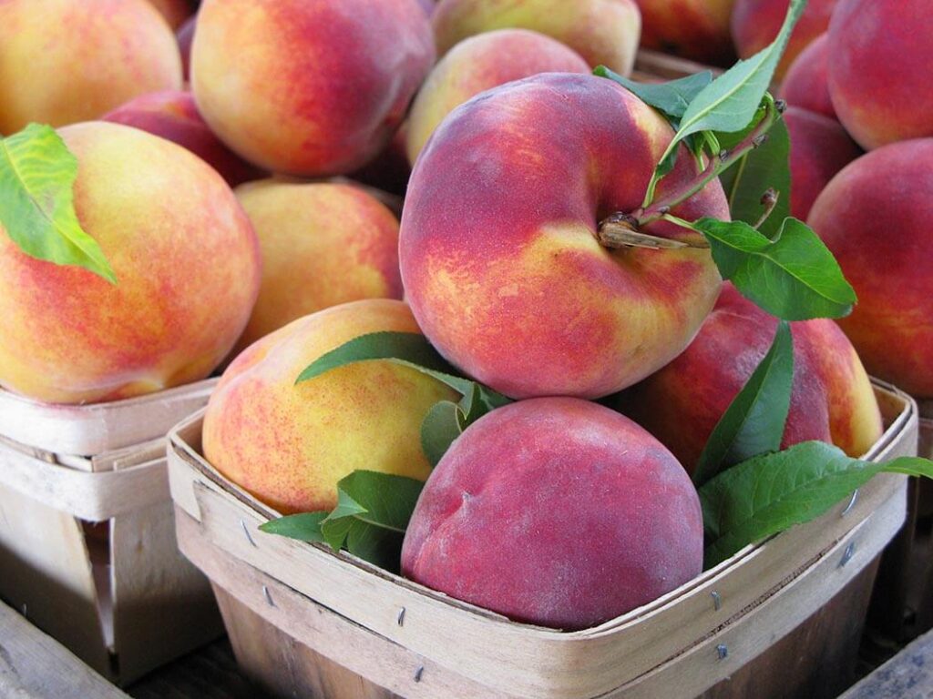 Perfect Peaches Ready for a Summer Fruit Pie