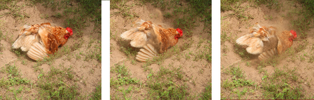 Rooster taking a dirt Bath