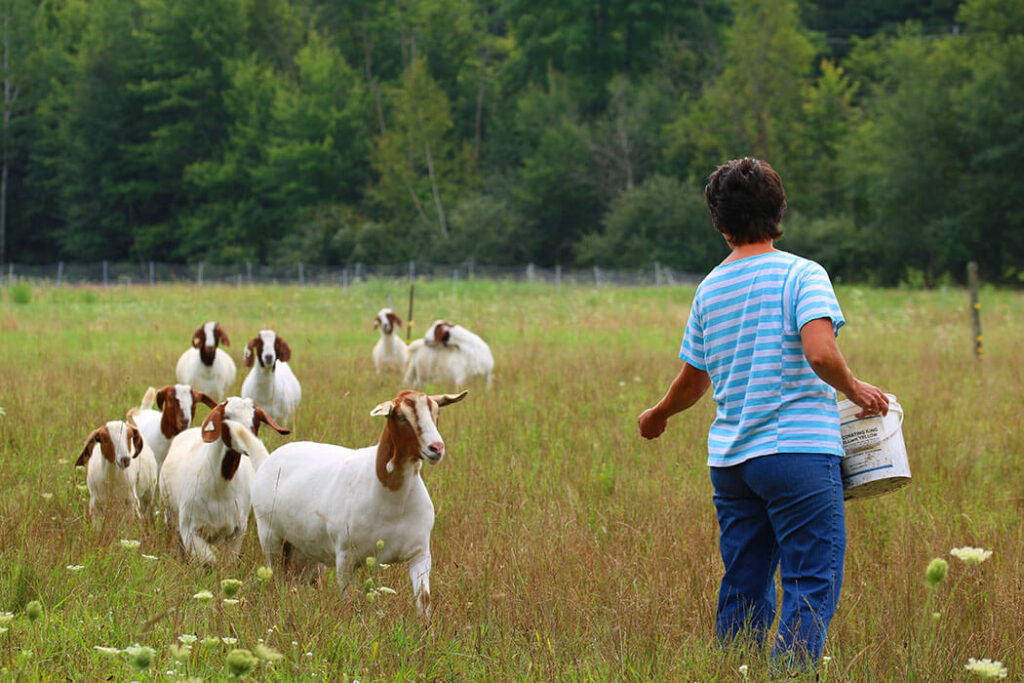 Feeding the Goats