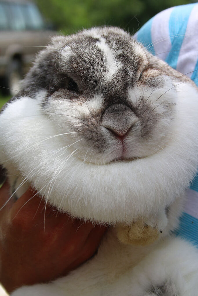 Flemish Giant- big bunny