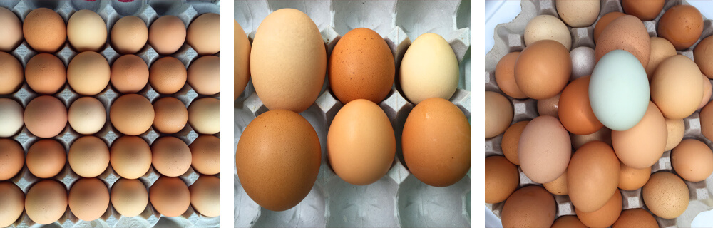 Eggs of Every Size and Color