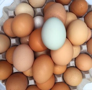 Eggs of  Many sizes and colors