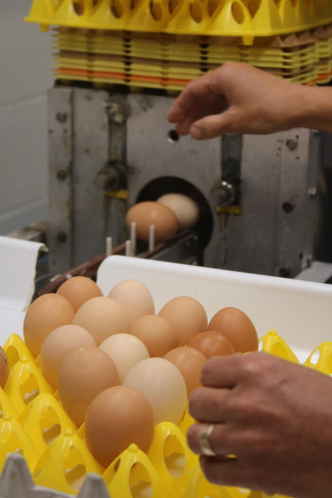 Washing Eggs through a rinsing machine