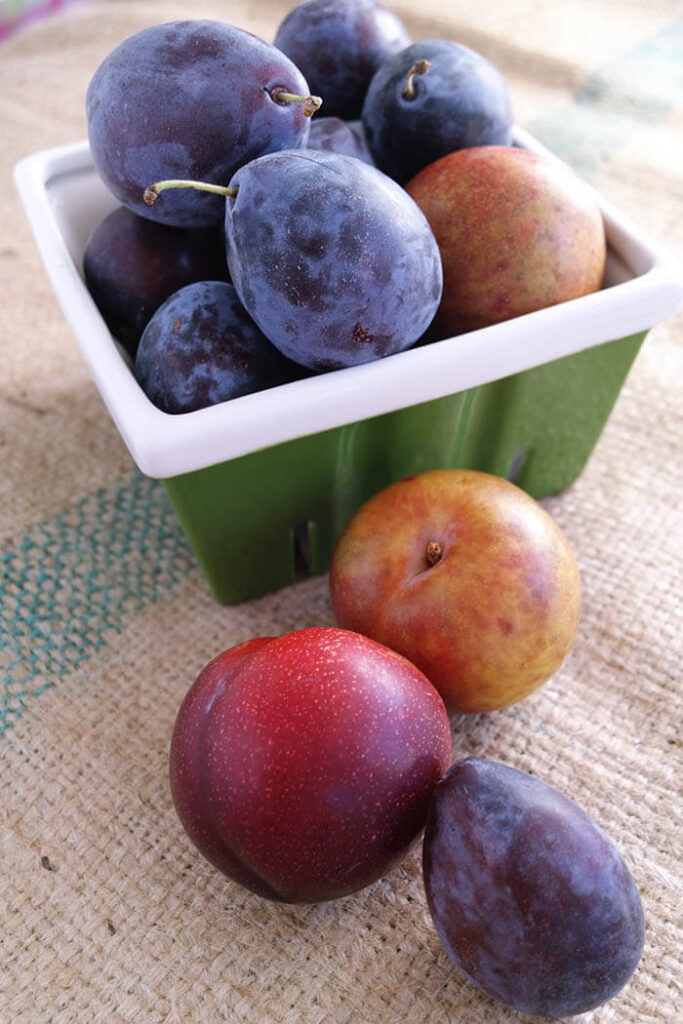 Plum Varieties in a green market basket on burlap