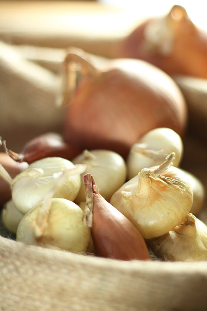 Three Onions: shallots, cipolline onions and spanish onions