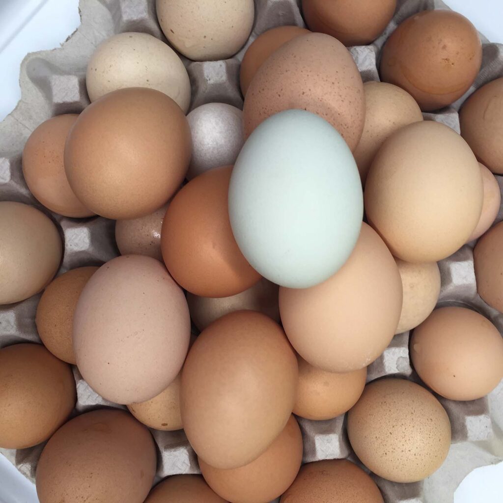 Farm fresh eggs in a variety of colors including blue