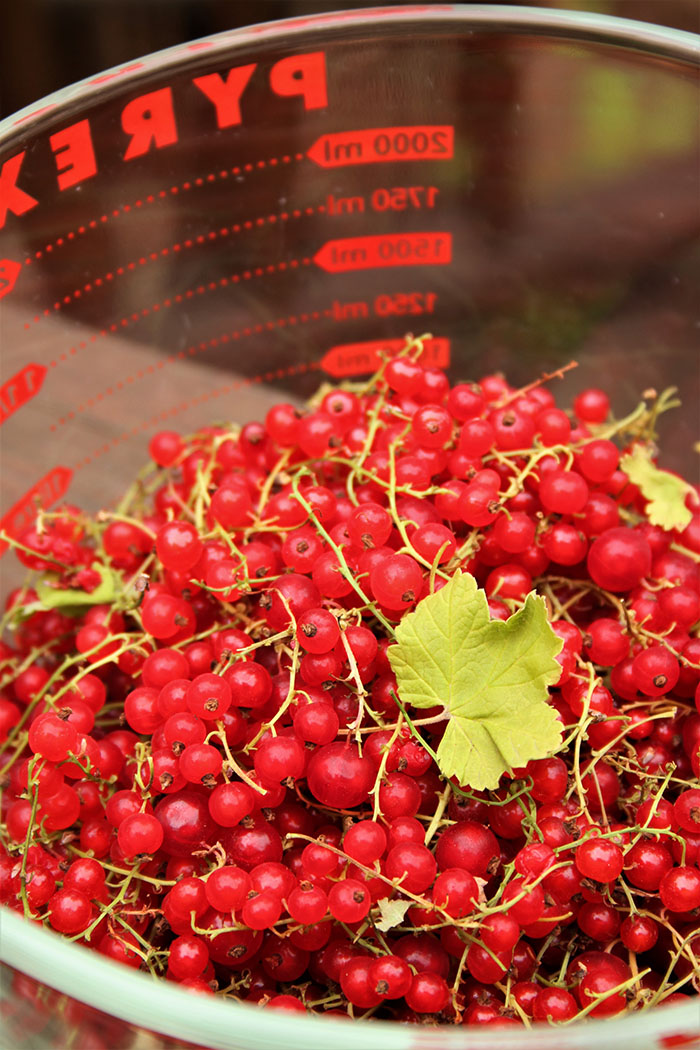 Prepping the currants