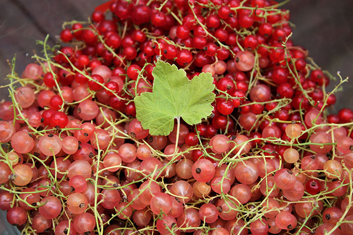 red & champagne currants