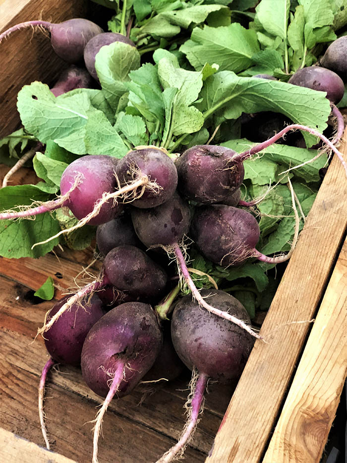 Purple Radishes