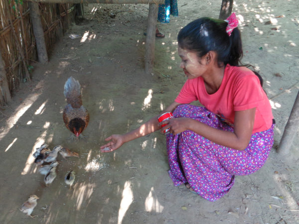 Myanmar chickens