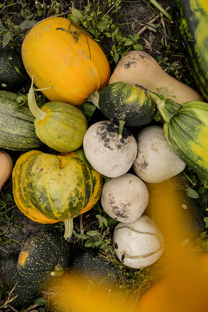 Squash varieties by Reka Matyas