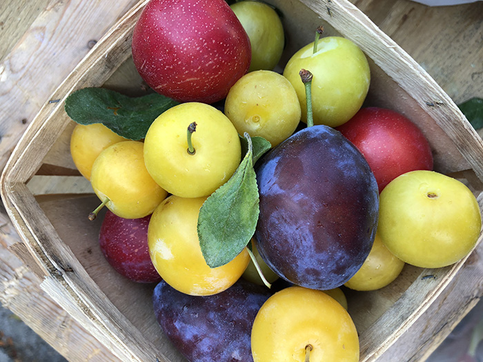 Plum Varieties