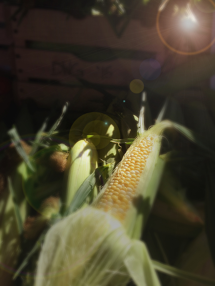 Fresh Picked Corn