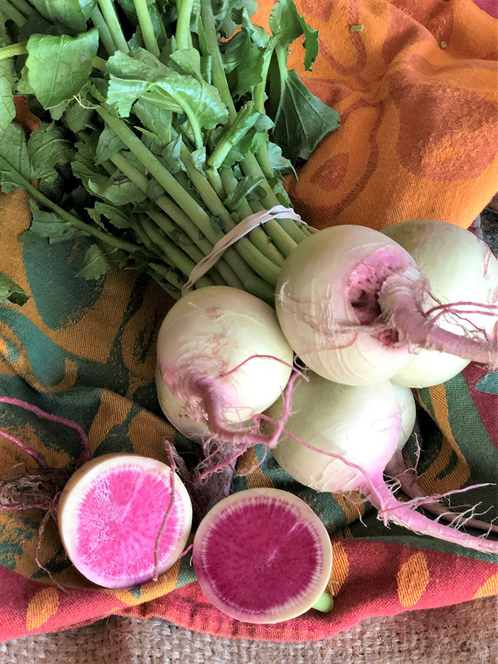 Bunch of Watermelon Radishes