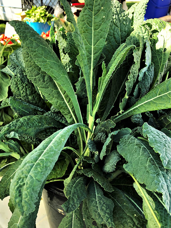 lacinato kale in the market