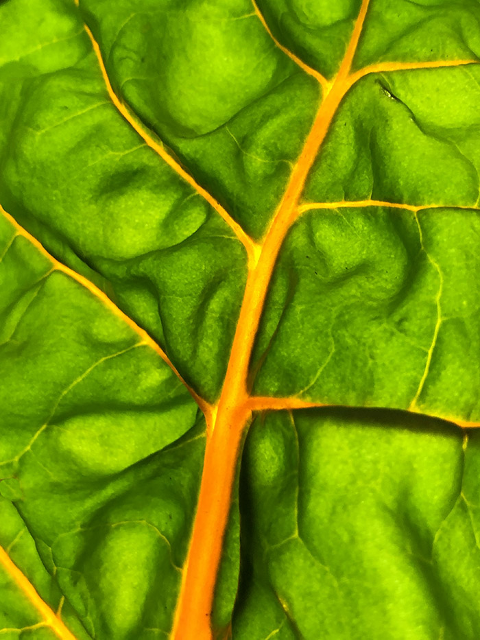 Yellow chard leaf